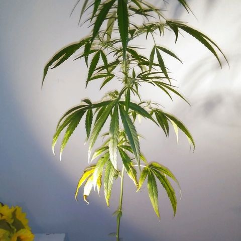Tree #1 growlog photo: New leaf's