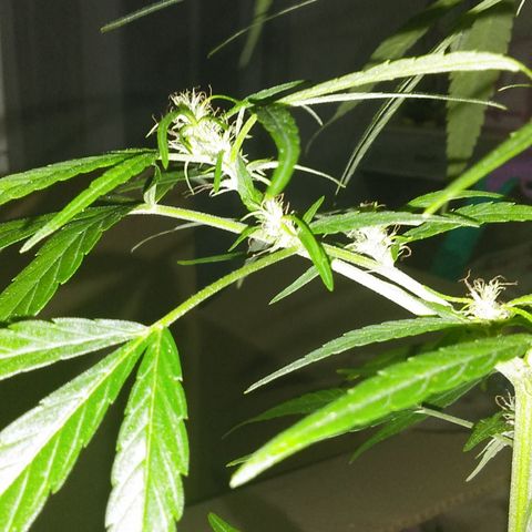 Tree #1 growlog timeline photo