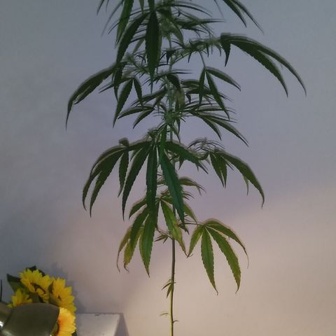 Tree #1 growlog timeline photo