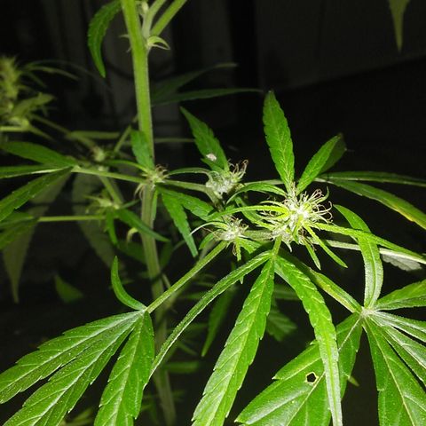 Tree #1 growlog timeline photo