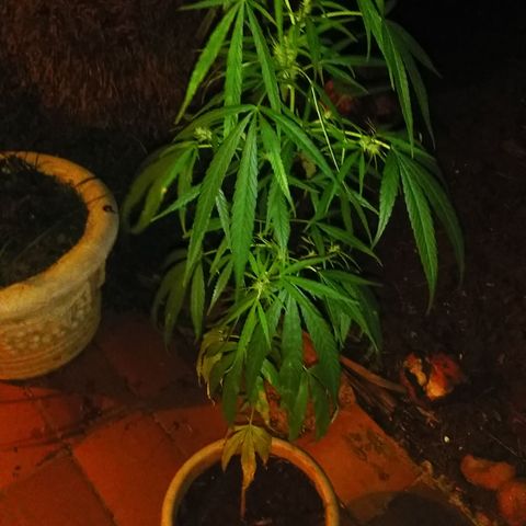 Tree #1 growlog timeline photo