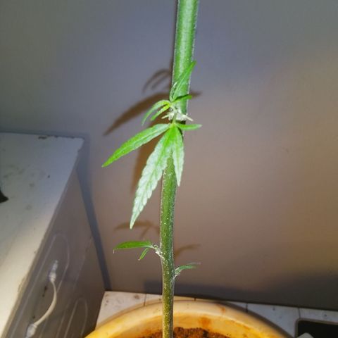 Tree #1 growlog timeline photo