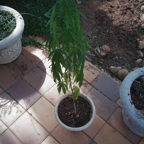 Tree #1 growlog timeline photo