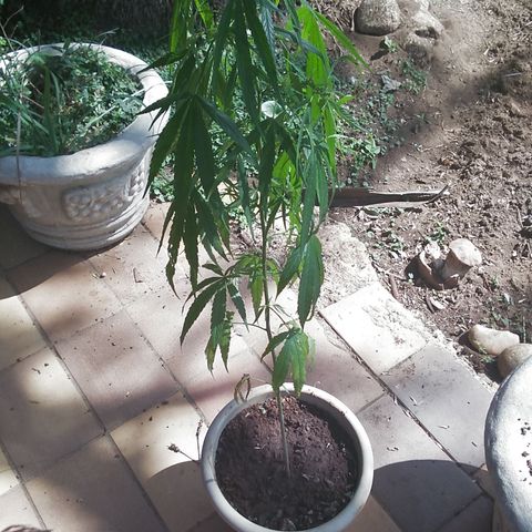 Tree #1 growlog timeline photo