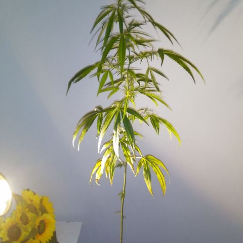 Tree #1 growlog timeline photo
