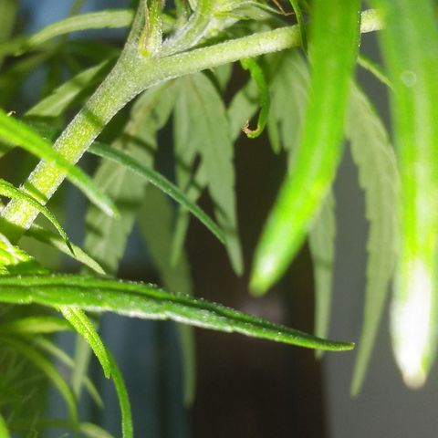Tree #1 growlog photo: Starting to get there first seed