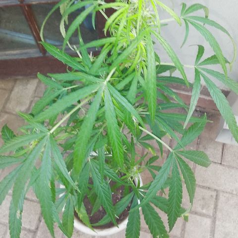 Tree #1 growlog photo: Starting to get there first seed