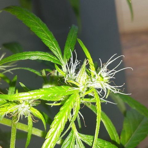 Tree #1 growlog photo: Starting to get there first seed