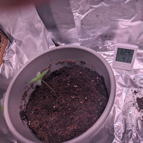 Do Si Dos Auto  #1 and #2 growlog timeline photo