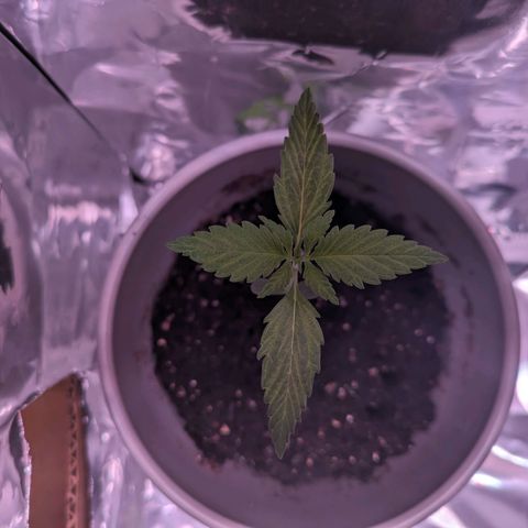 Do Si Dos Auto  #1 and #2 growlog timeline photo