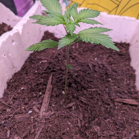 Do Si Dos Auto  #1 and #2 growlog timeline photo