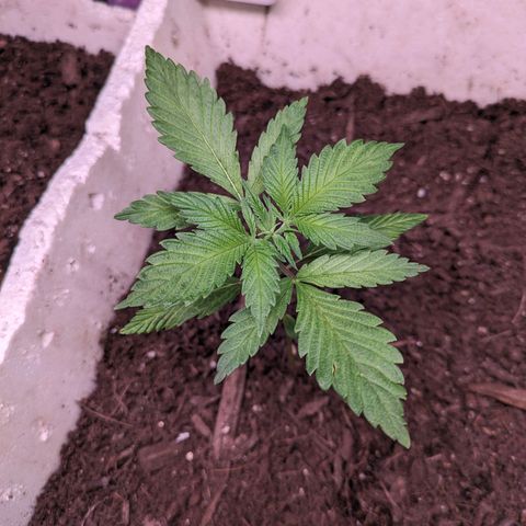 Do Si Dos Auto  #1 and #2 growlog timeline photo