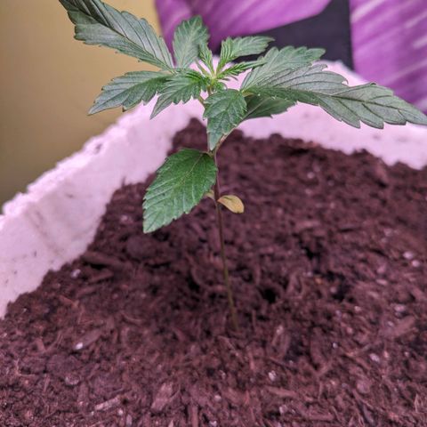 Do Si Dos Auto  #1 and #2 growlog timeline photo