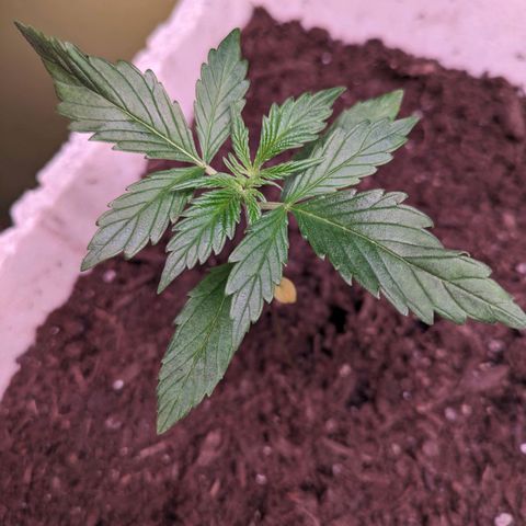 Do Si Dos Auto  #1 and #2 growlog timeline photo