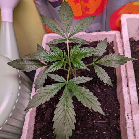 Do Si Dos Auto  #1 and #2 growlog timeline photo