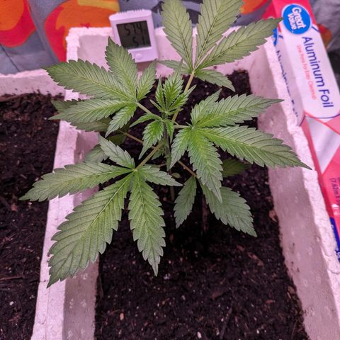 Do Si Dos Auto  #1 and #2 growlog timeline photo