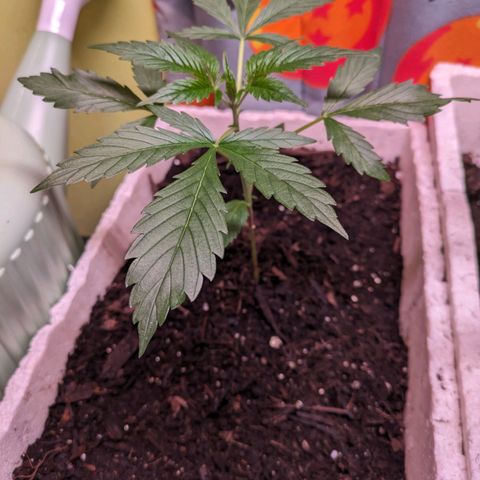 Do Si Dos Auto  #1 and #2 growlog timeline photo