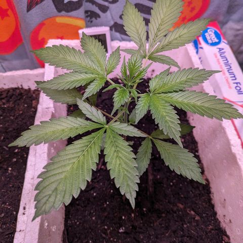 Do Si Dos Auto  #1 and #2 growlog timeline photo