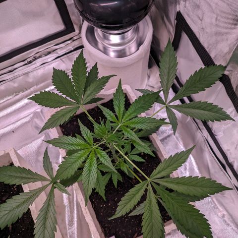 Do Si Dos Auto  #1 and #2 growlog timeline photo