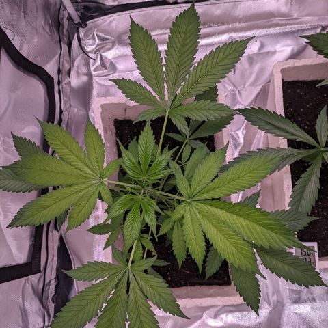 Do Si Dos Auto  #1 and #2 growlog timeline photo