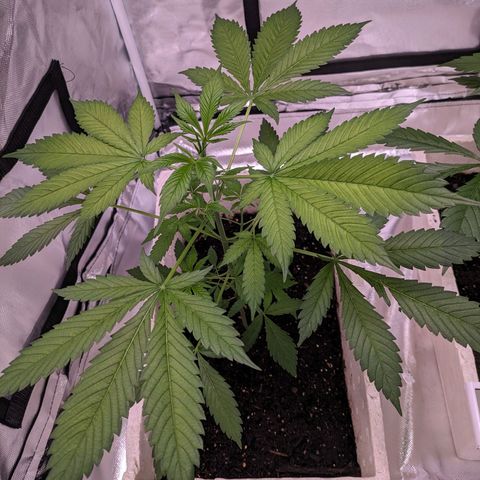 Do Si Dos Auto  #1 and #2 growlog timeline photo