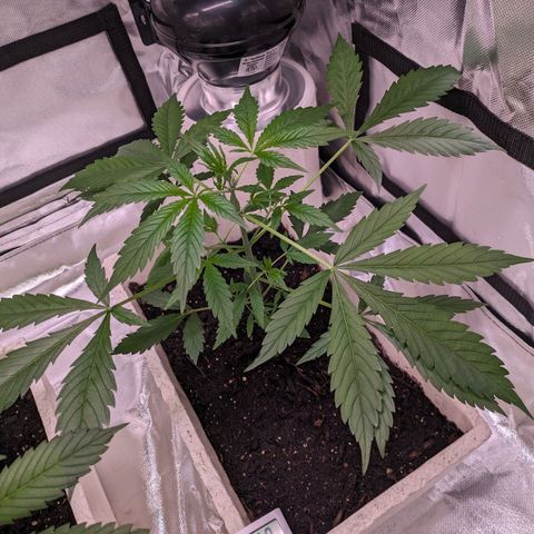 Do Si Dos Auto  #1 and #2 growlog timeline photo