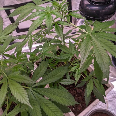 Do Si Dos Auto  #1 and #2 growlog timeline photo