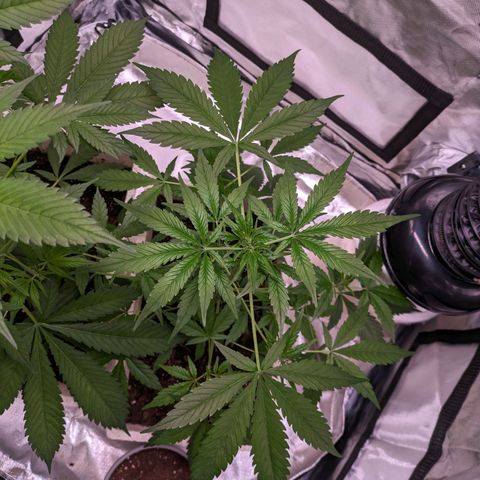 Do Si Dos Auto  #1 and #2 growlog timeline photo
