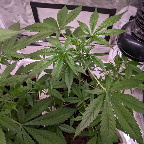 Do Si Dos Auto  #1 and #2 growlog timeline photo