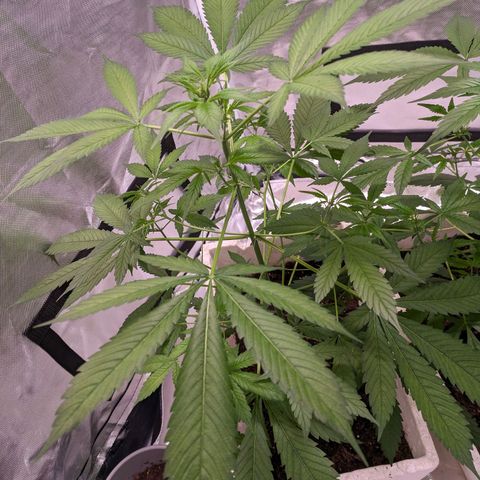 Do Si Dos Auto  #1 and #2 growlog timeline photo