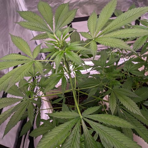 Do Si Dos Auto  #1 and #2 growlog timeline photo