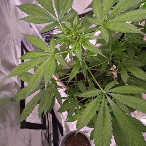 Do Si Dos Auto  #1 and #2 growlog timeline photo