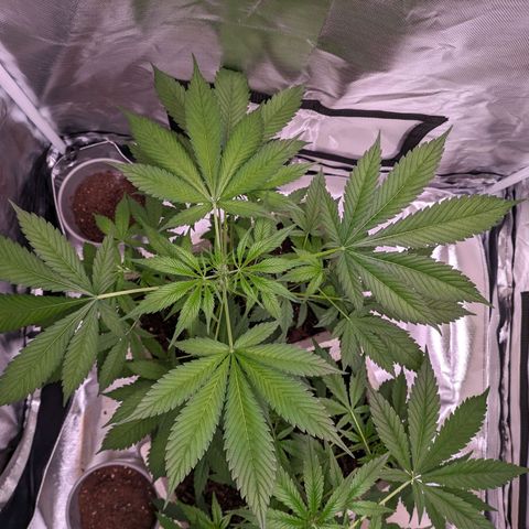 Do Si Dos Auto  #1 and #2 growlog timeline photo