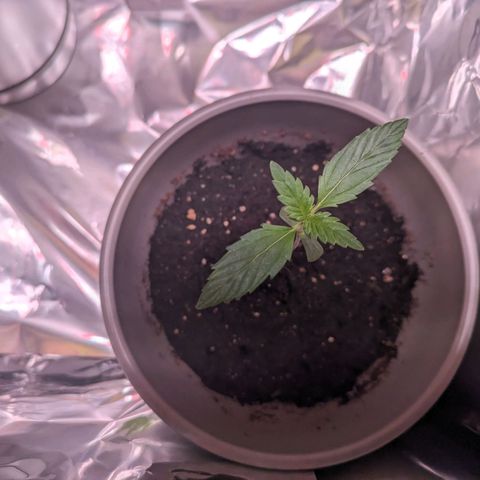 Do Si Dos Auto  #1 and #2 growlog timeline photo