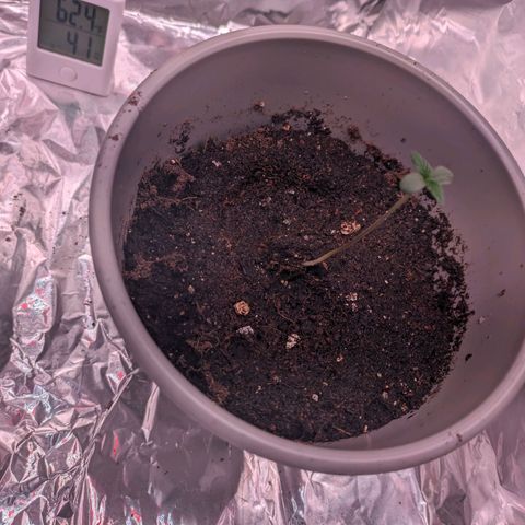 Do Si Dos Auto  #1 and #2 growlog timeline photo