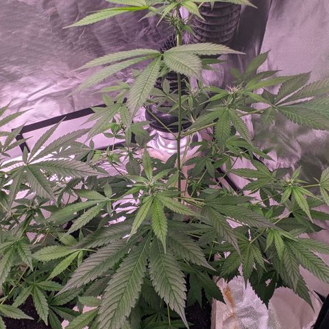 Do Si Dos Auto  #1 and #2 growlog timeline photo