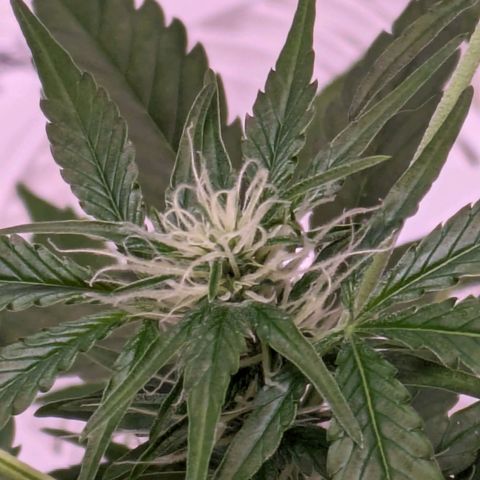 Do Si Dos Auto  #1 and #2 growlog timeline photo