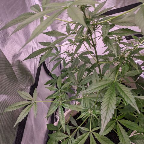 Do Si Dos Auto  #1 and #2 growlog timeline photo