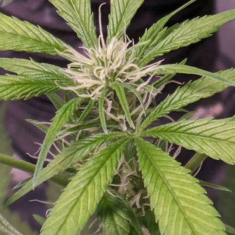 Do Si Dos Auto  #1 and #2 growlog timeline photo