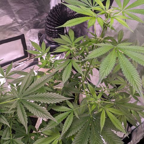 Do Si Dos Auto  #1 and #2 growlog timeline photo