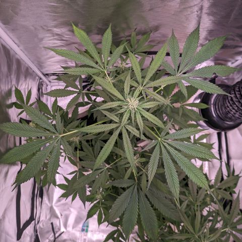 Do Si Dos Auto  #1 and #2 growlog timeline photo