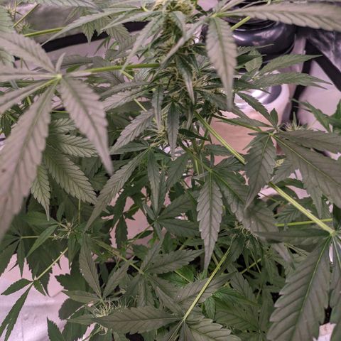 Do Si Dos Auto  #1 and #2 growlog timeline photo