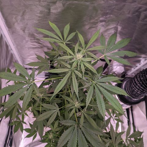 Do Si Dos Auto  #1 and #2 growlog timeline photo