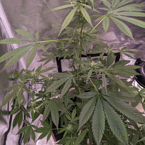 Do Si Dos Auto  #1 and #2 growlog timeline photo