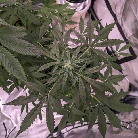 Do Si Dos Auto  #1 and #2 growlog timeline photo
