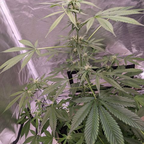 Do Si Dos Auto  #1 and #2 growlog timeline photo