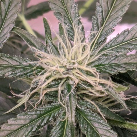 Do Si Dos Auto  #1 and #2 growlog timeline photo