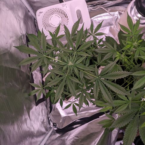 Do Si Dos Auto  #1 and #2 growlog timeline photo