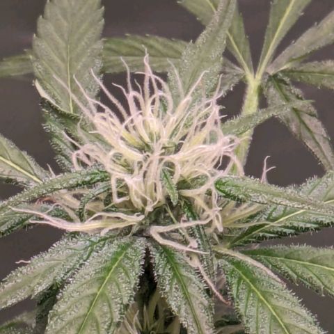 Do Si Dos Auto  #1 and #2 growlog timeline photo