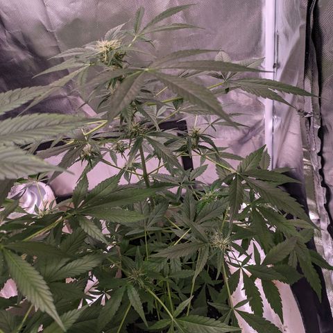 Do Si Dos Auto  #1 and #2 growlog timeline photo